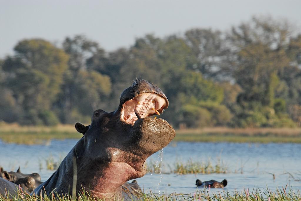 Bagani Divava Okavango Resort & Spa מראה חיצוני תמונה
